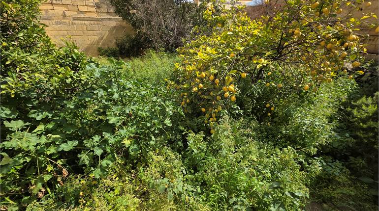 Qormi - House Of Character + Full Airspace + Circa of 220sqm Garden 