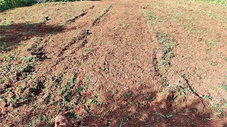 Dingli - Field Of Circa 2000sqm 