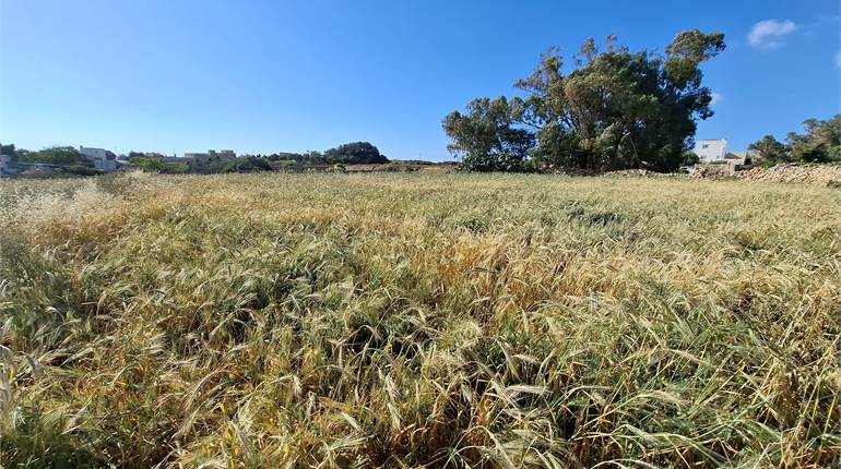 Zabbar - 2 Tumolo Agricultural Land + Water